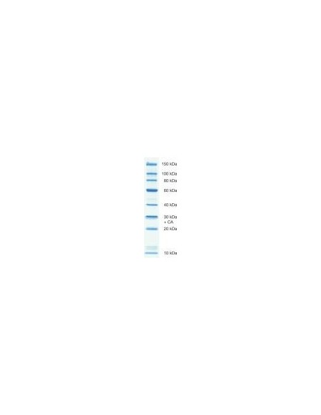SERVA Recombinant SDS PAGE Protein Marker 10 - 150 kDa PLUS, liquid mix