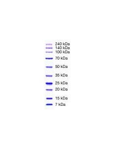 SERVA Unstained Protein Standard III