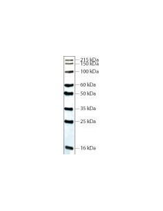  Western Blot Protein Standard, SERVA