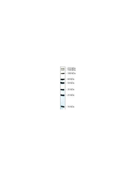  Western Blot Protein Standard, SERVA